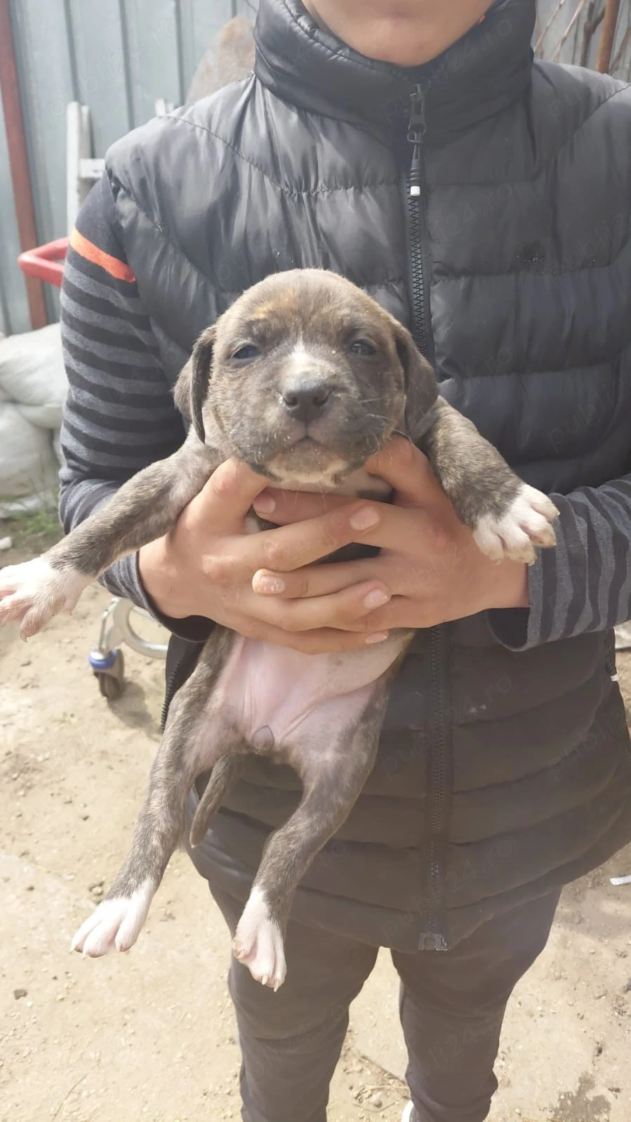 Vând pui amstaff