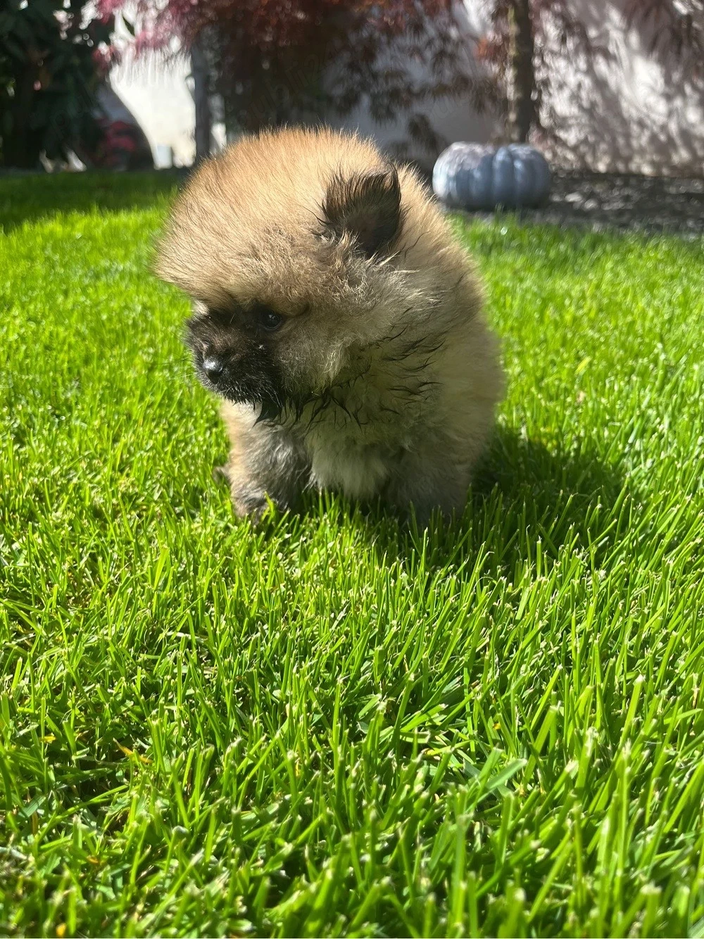 Vând pomeranian mascul toy 8 săptămâni 
