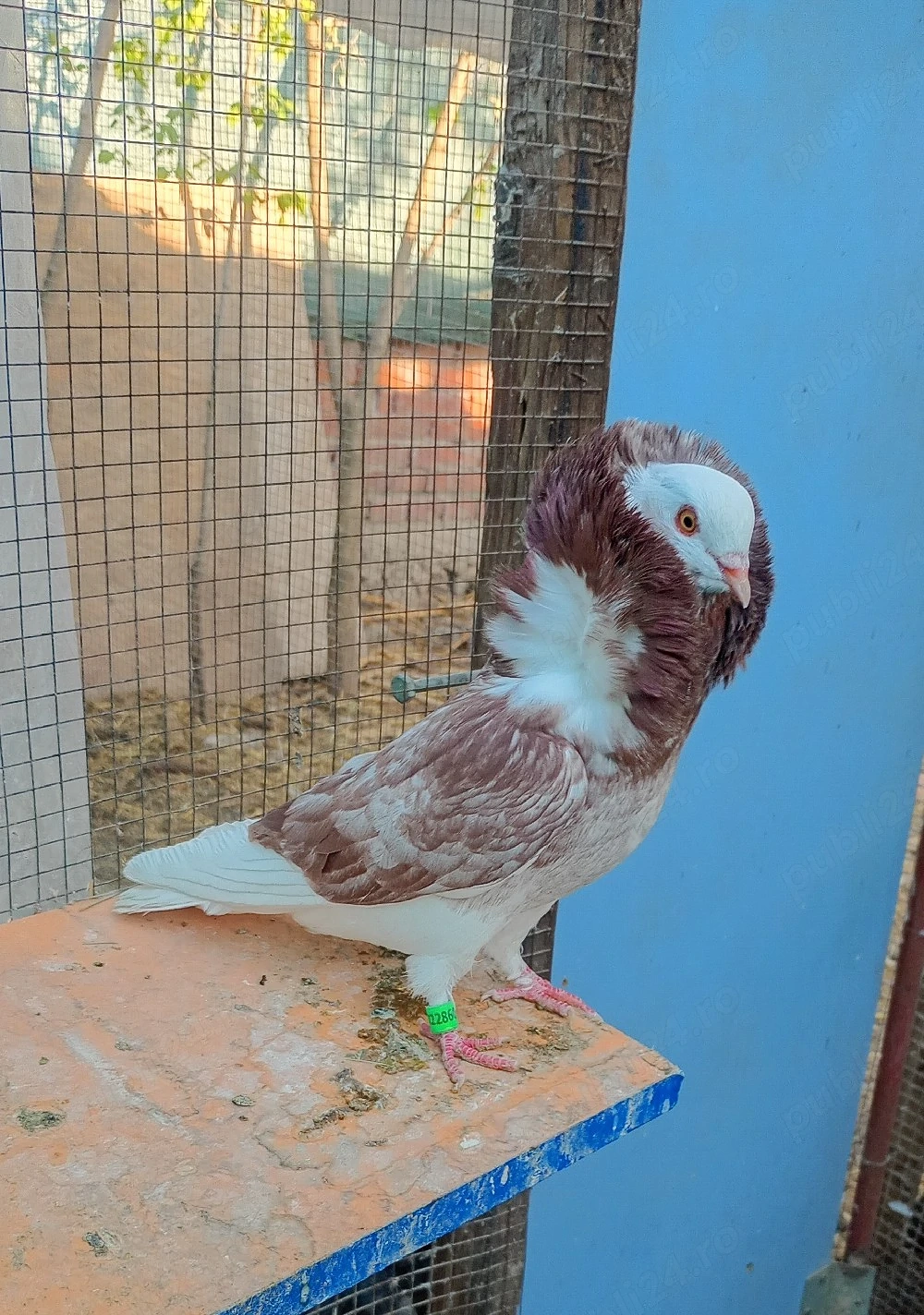  porumbei 