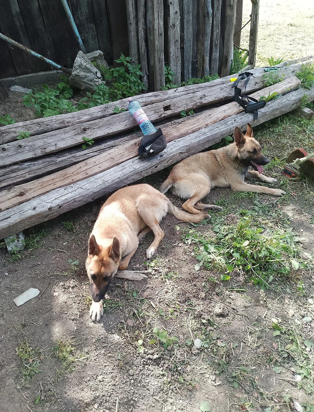 Vind ciobanesc malinois