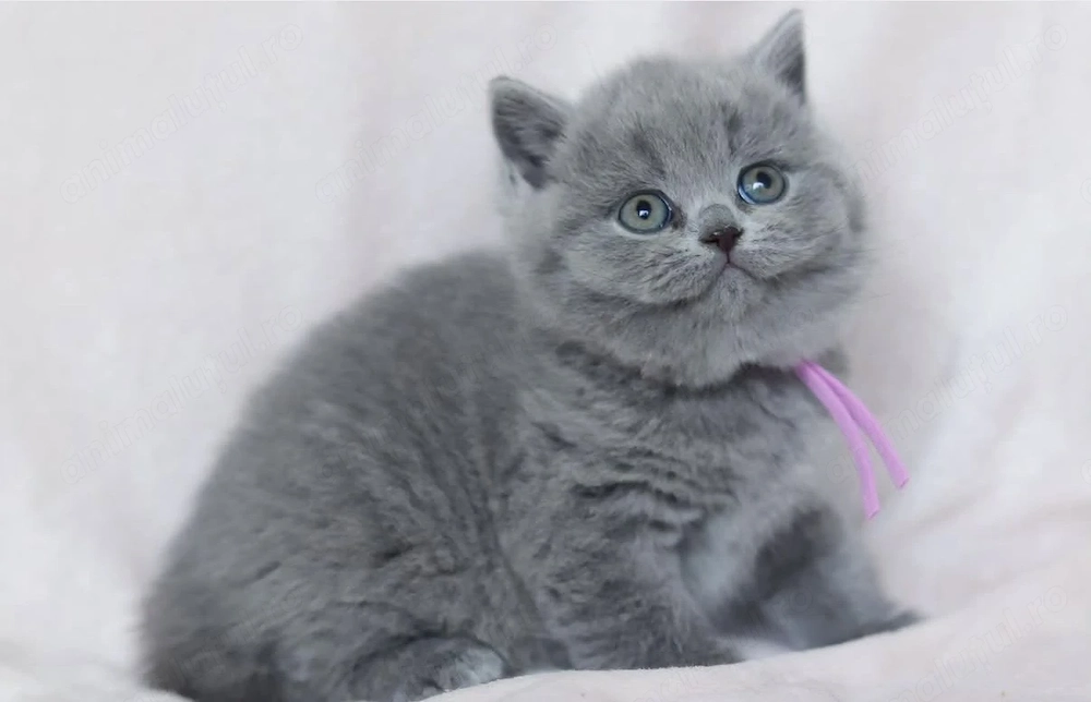 Fetița British shorthair Blue 