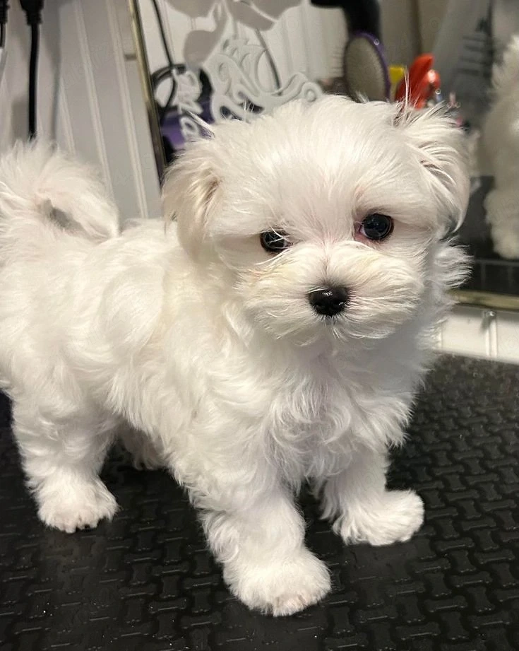 Puiuti Bichoni Maltese superbi