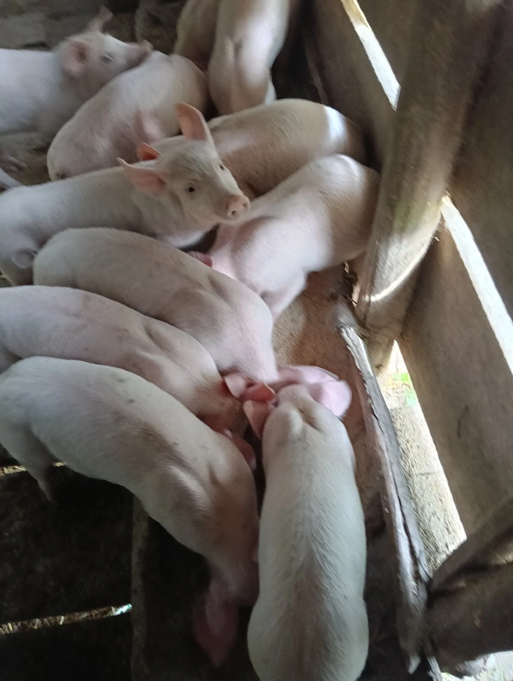 vand porci