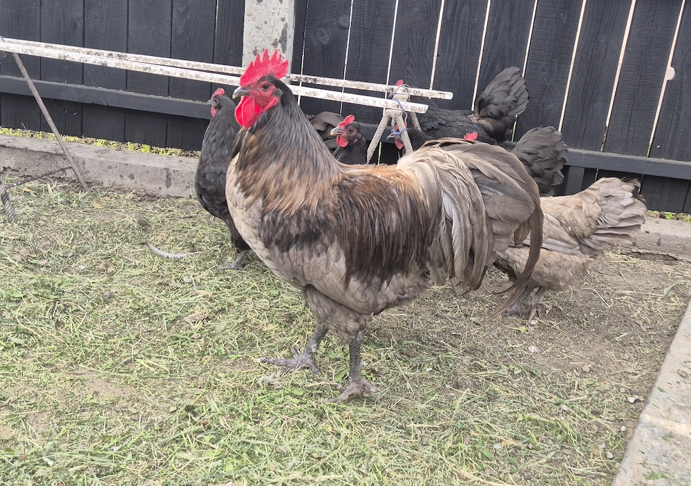 Găini și cocoș rasa Australorp 
