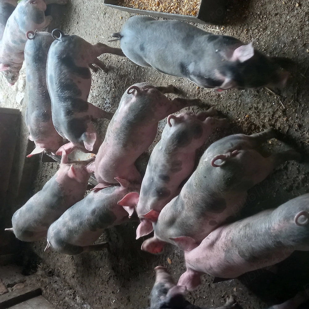 Vând purcei de rasă pietrain cu vârsta de 2 luni