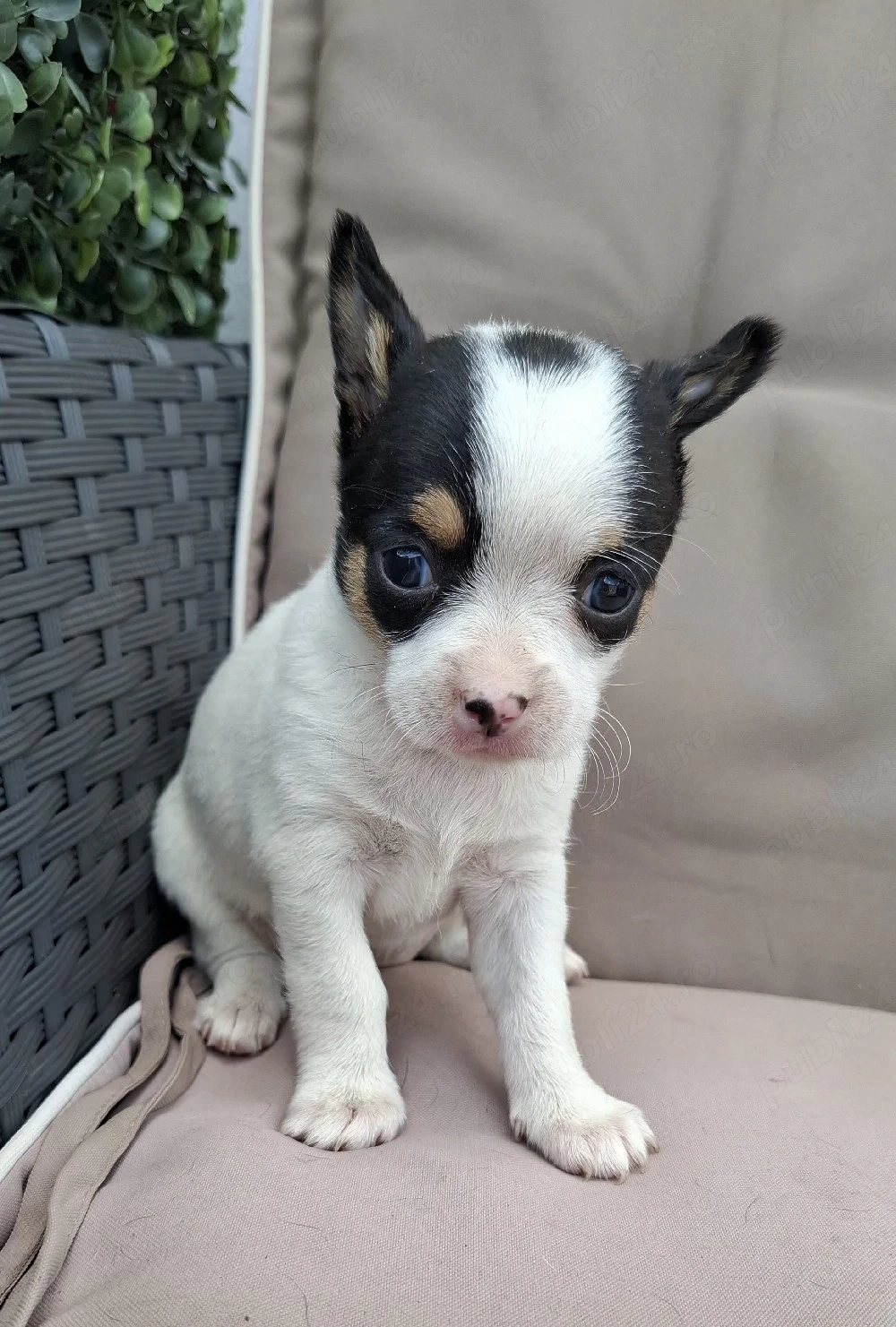 chihuahua fetita 