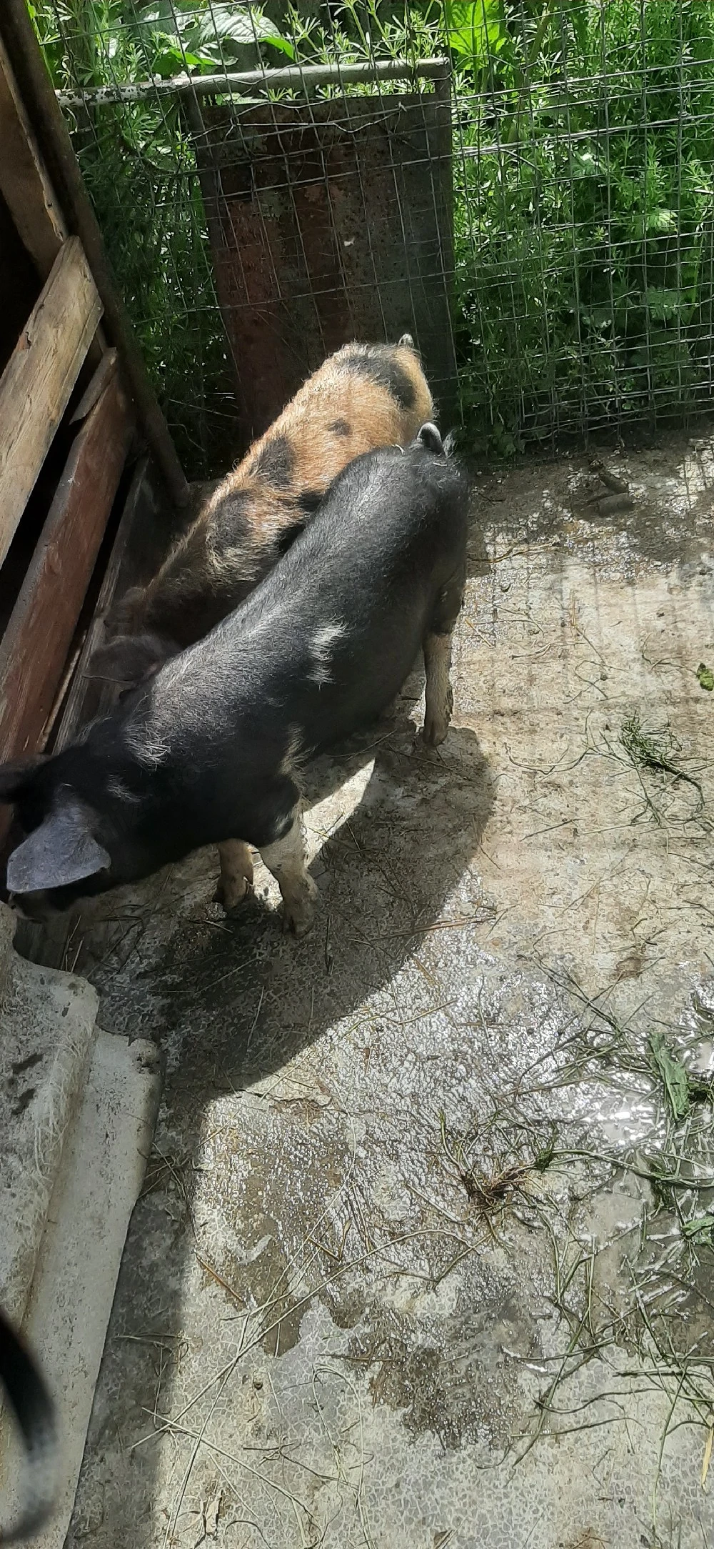 vand 1 purcel 