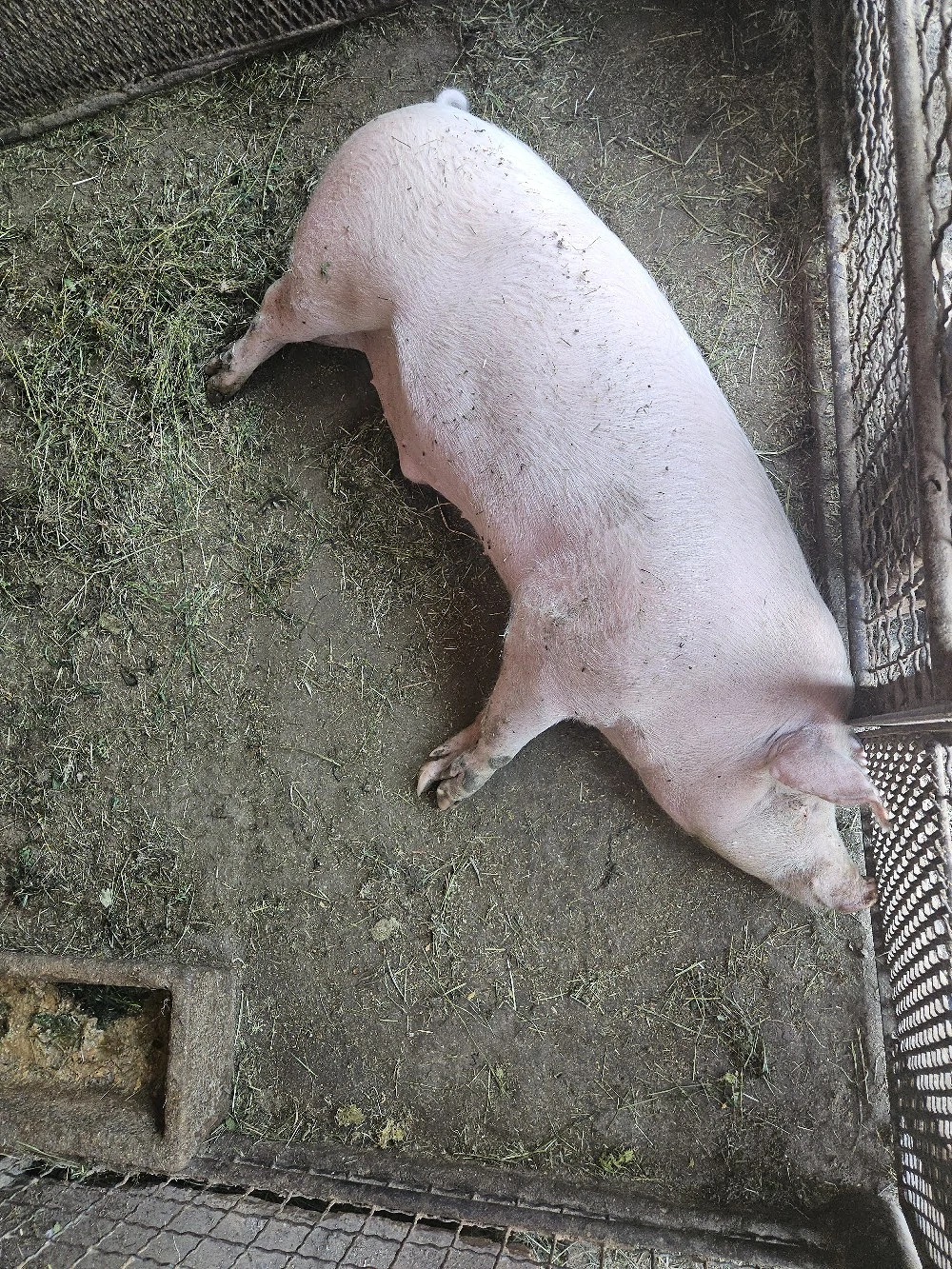 Vand porc 