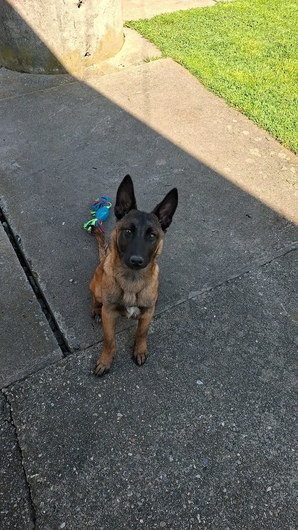 vand femela malinois