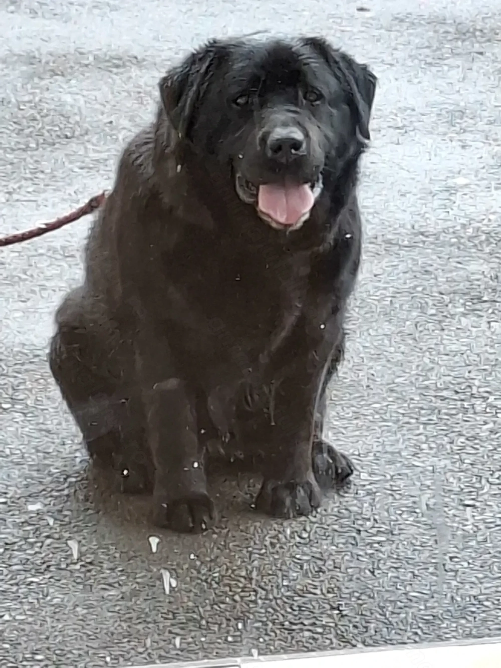 Ofer spre adopție femelă Labrador Retriever