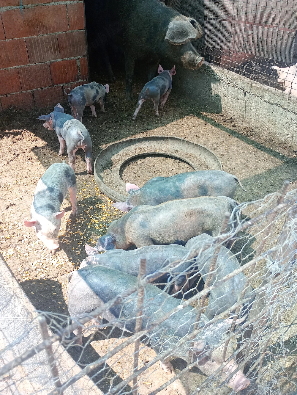 Vând  scroafa cu purcei una de 8 săptămâni are 10 și cea alta are 11 porci 3 săptămâni 
