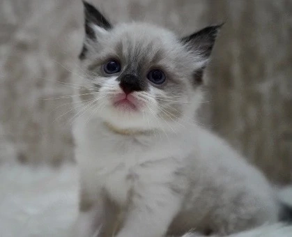 Ragdoll de vanzare 