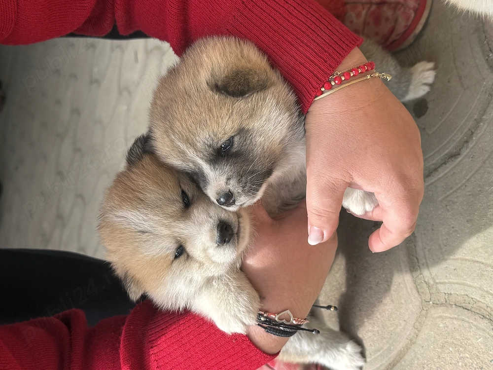 Vând doi puiuți de Akita Inu fără pedigree 