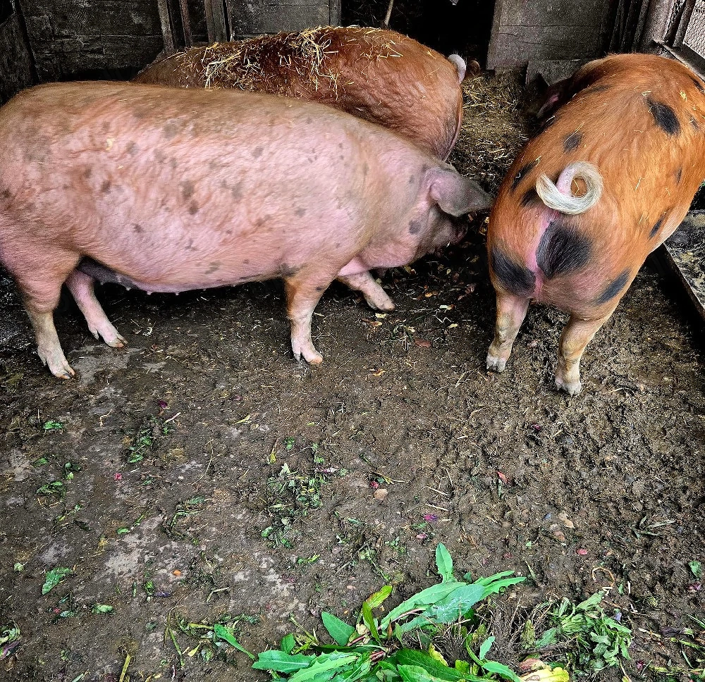 Porci rasa Duroc 130-150 kg