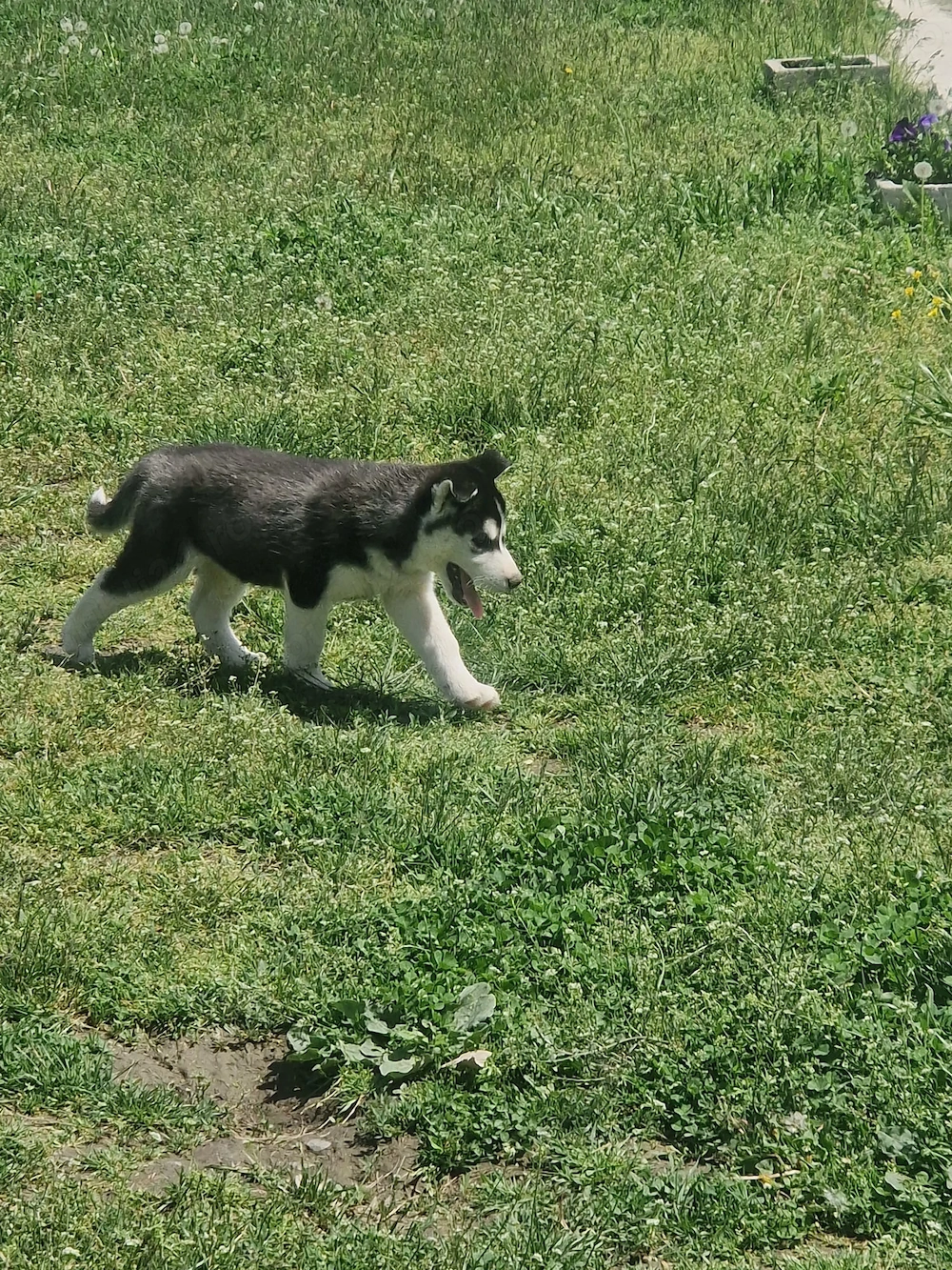 Husky isi caută prieteni!!