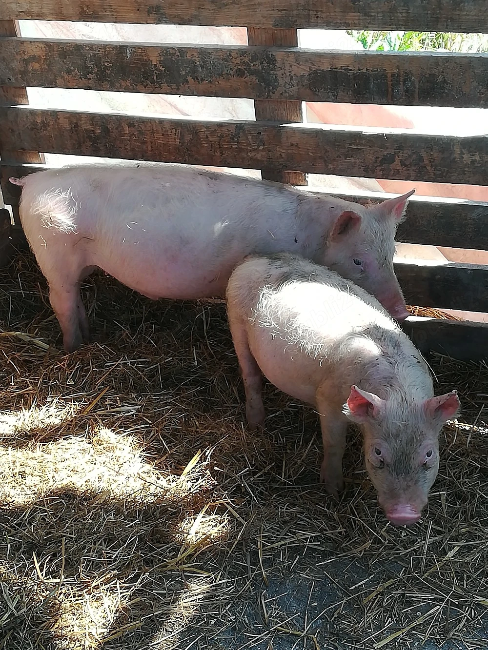 Porc.        