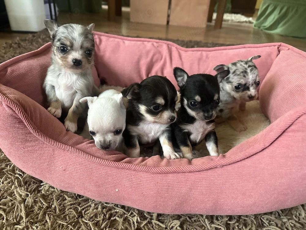 Pui catei chihuahua