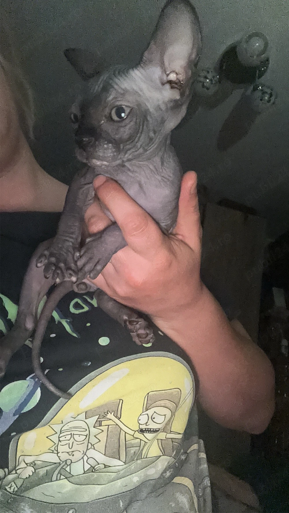 Pui Sphinx Baiat 