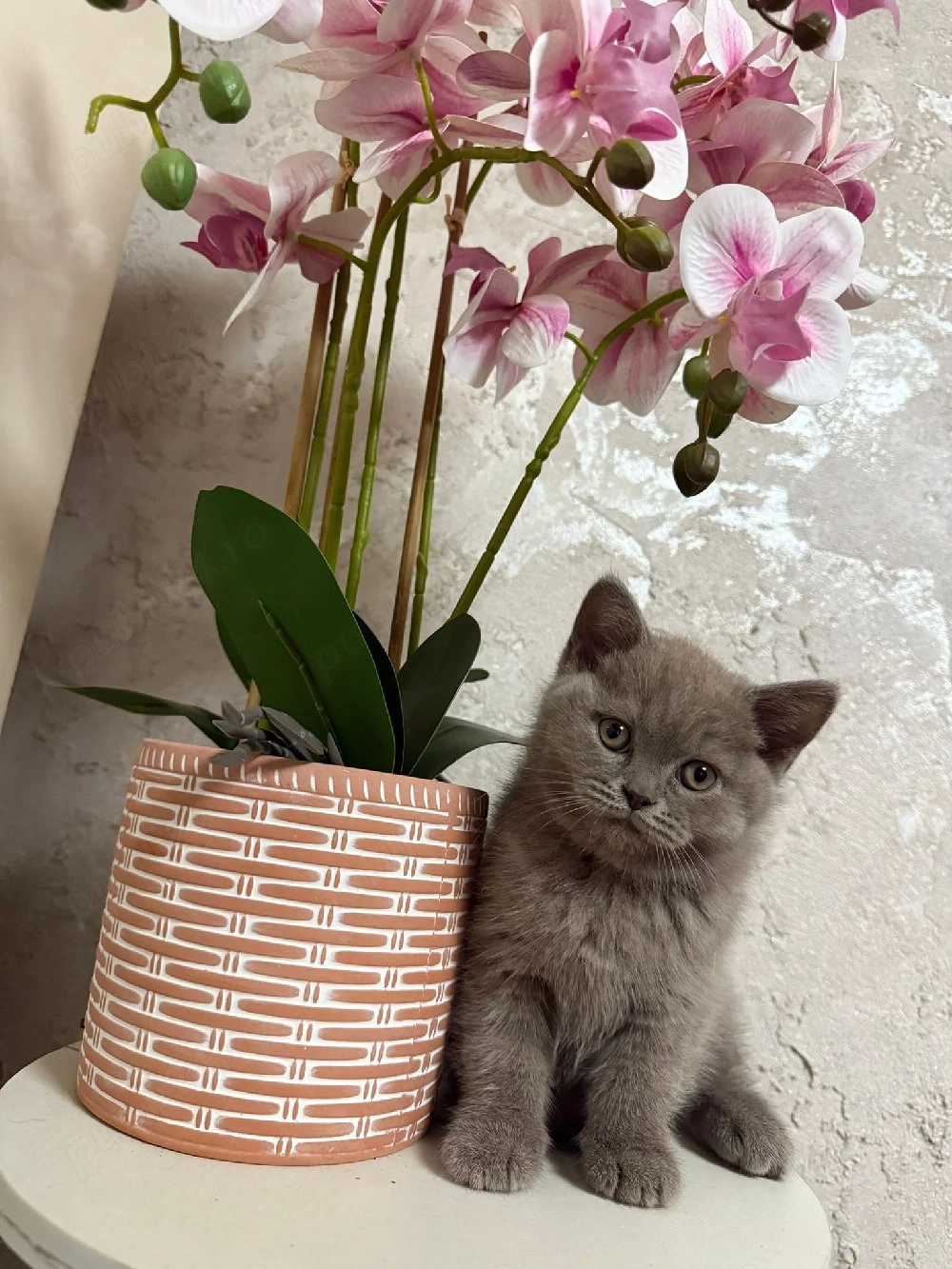 British shorthair lilac 