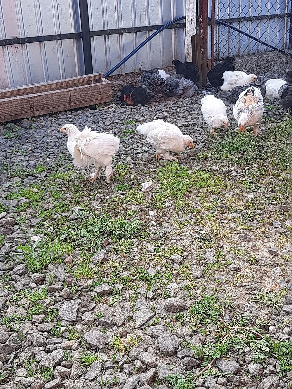 pui de găină
