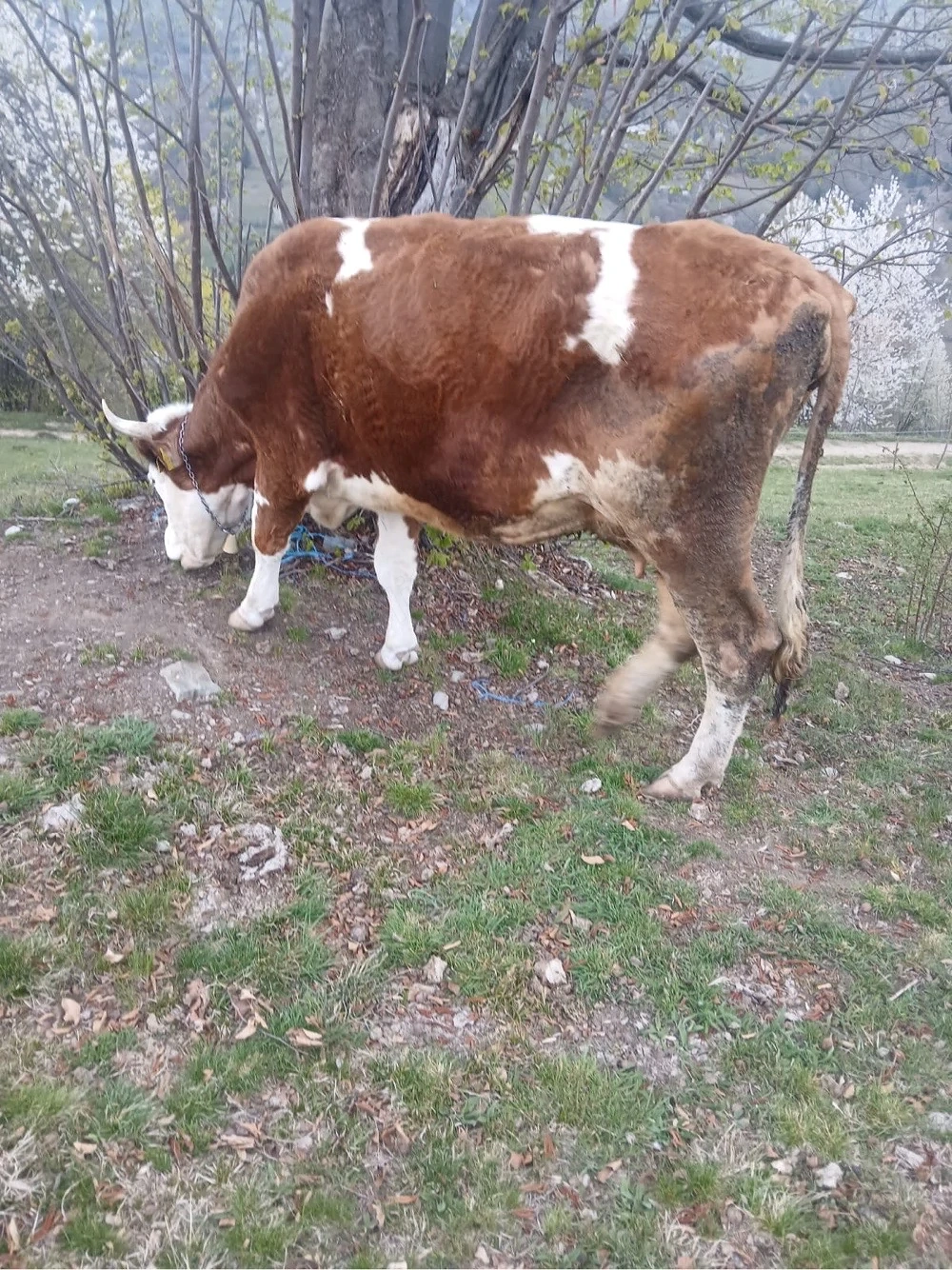 vaca de vanzare 