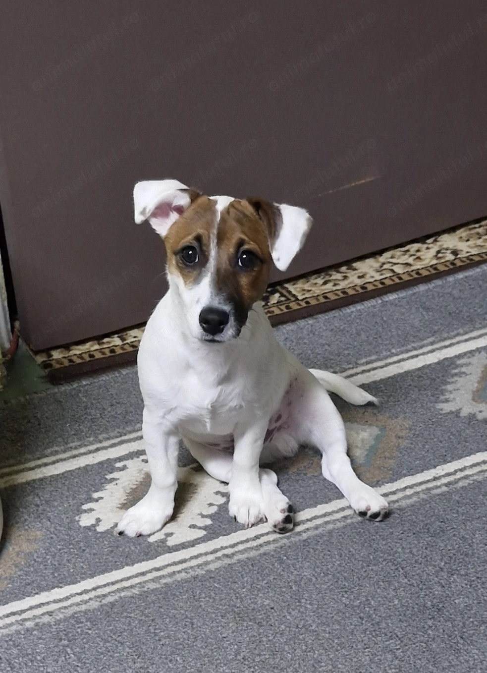 Jack russell 5 luni