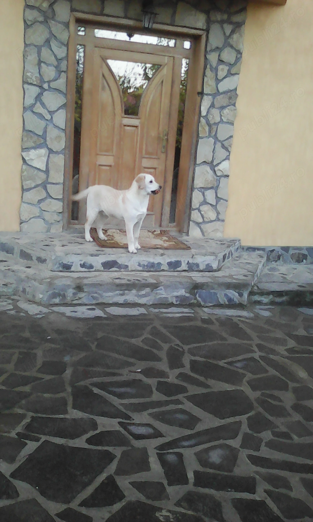 Caut pui labrador (mascul galben)