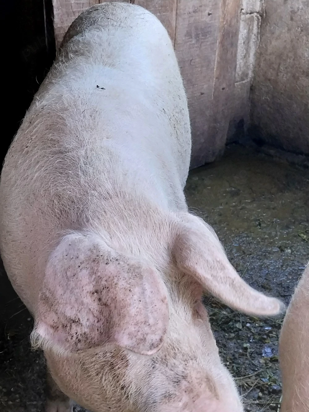 Vand porc de casa marele alb aprox 120 kg