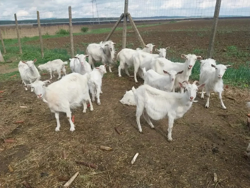 capre saanen edițe țapi 