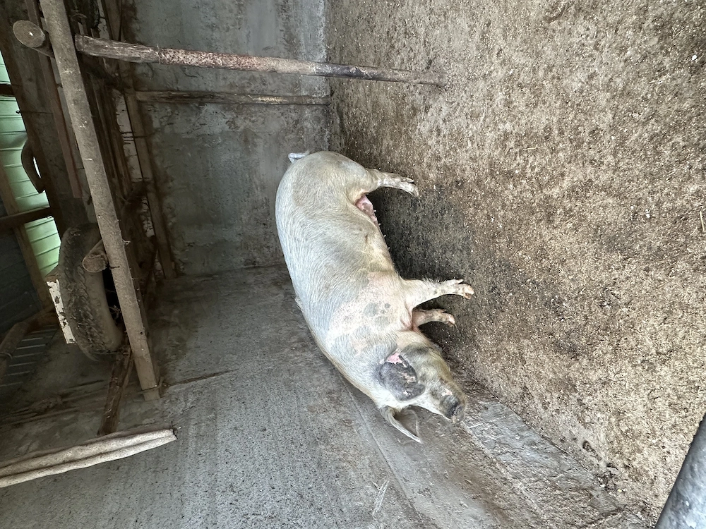Porci de vânzare 