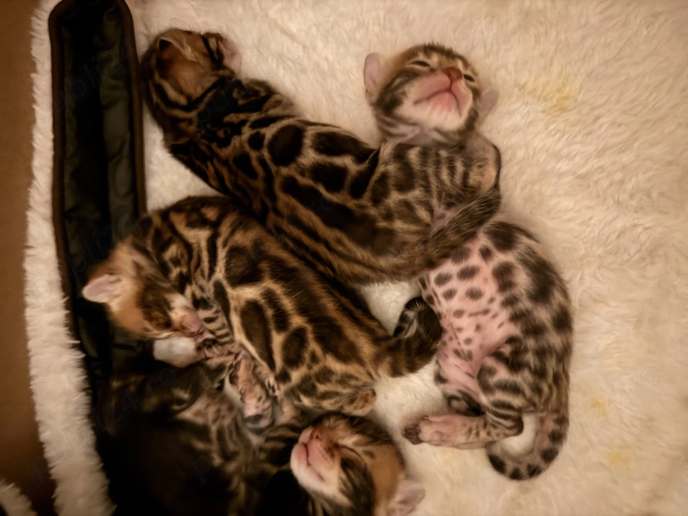 Bengal cat 