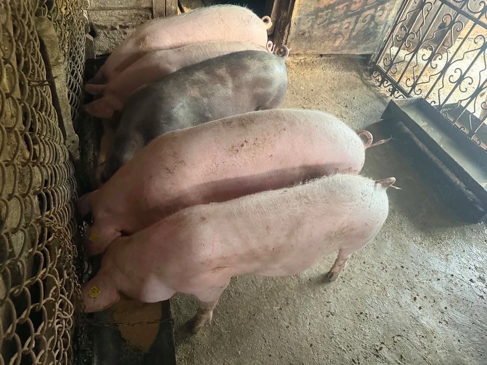 Porci de vanzare