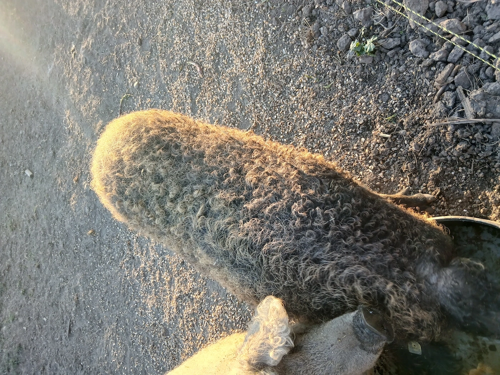 Scroafa mangalita gestanta de vanzare