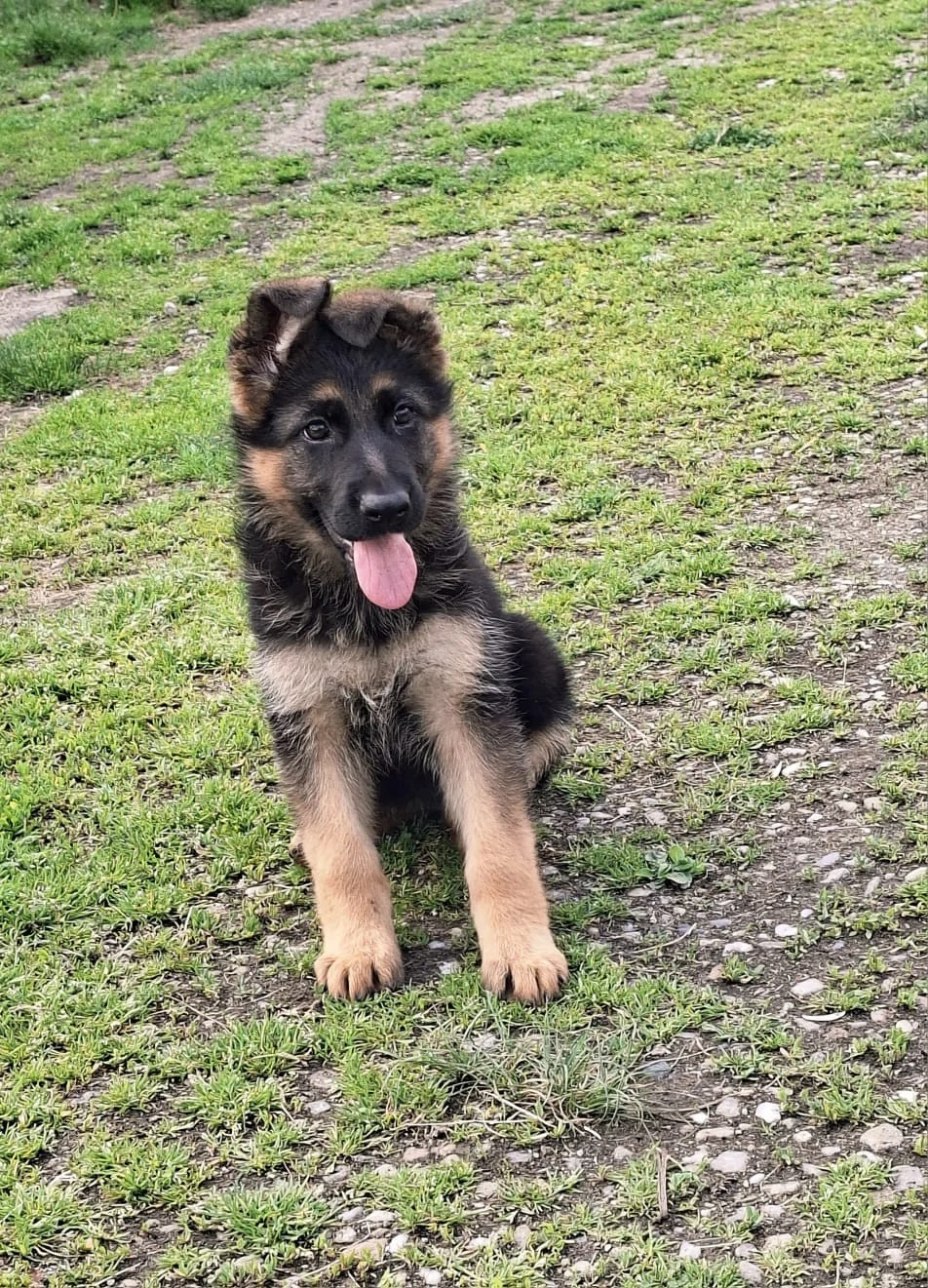 Pui ciobanesc german 