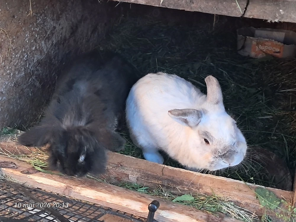 Vând iepurași pitici de companie 