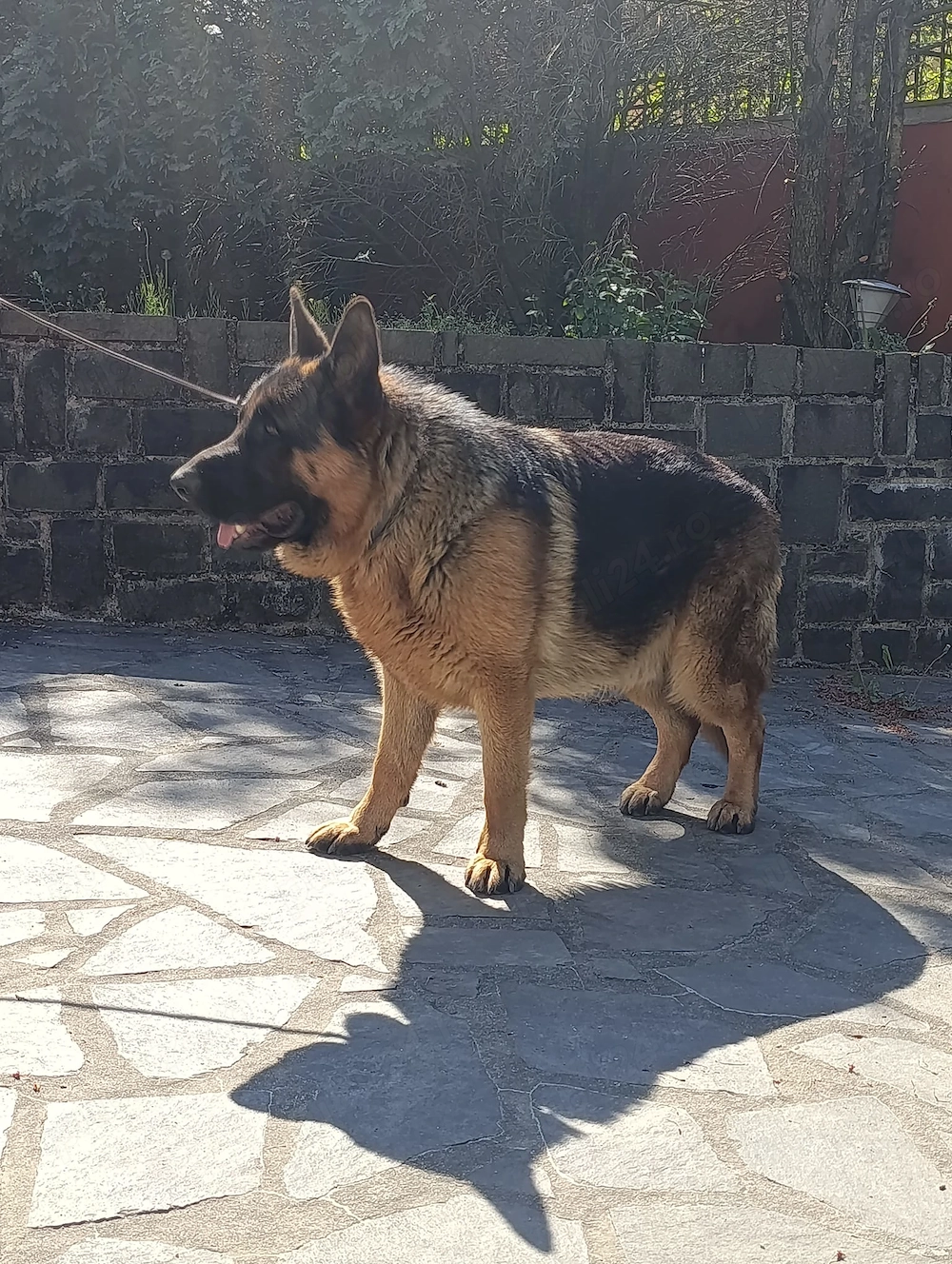 Mascul ciobanesc german
