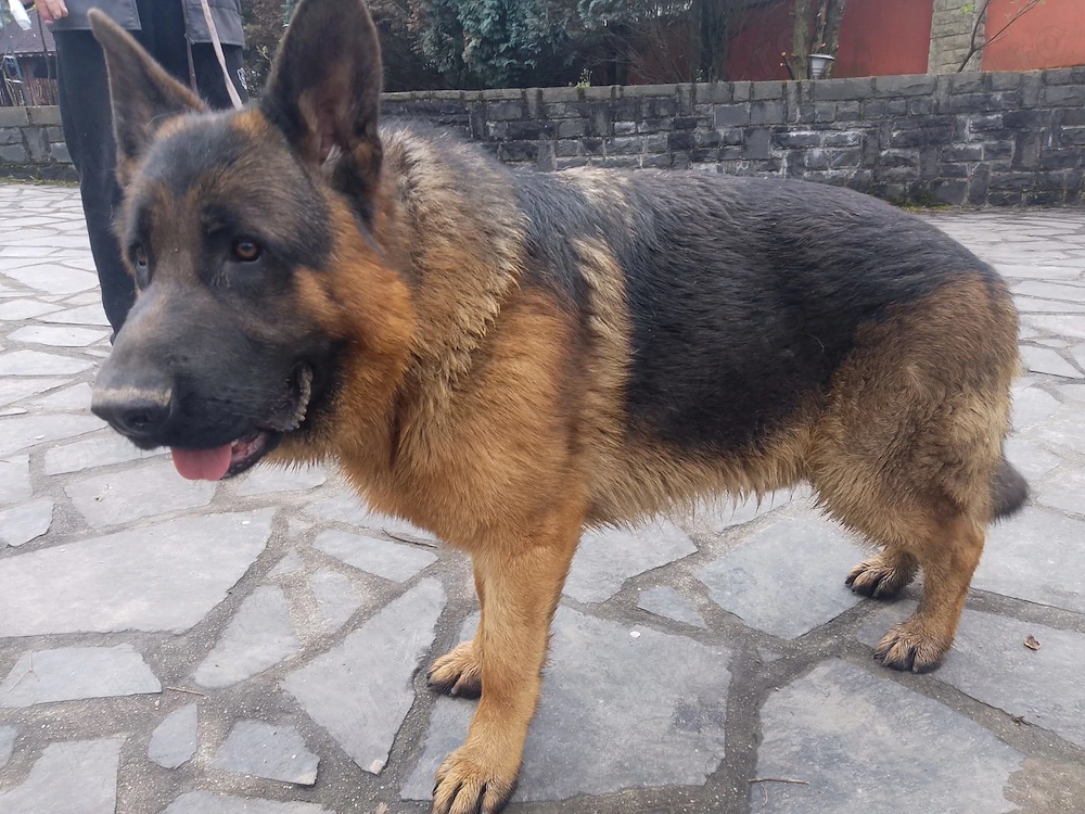Mascul ciobanesc german