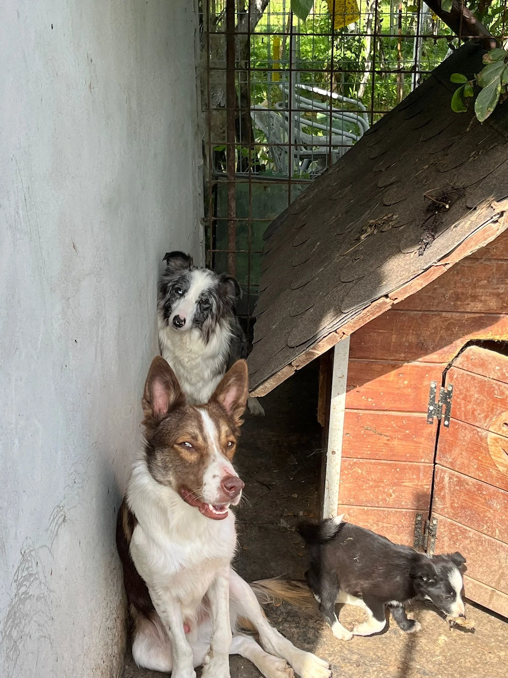 Vând căței border collie