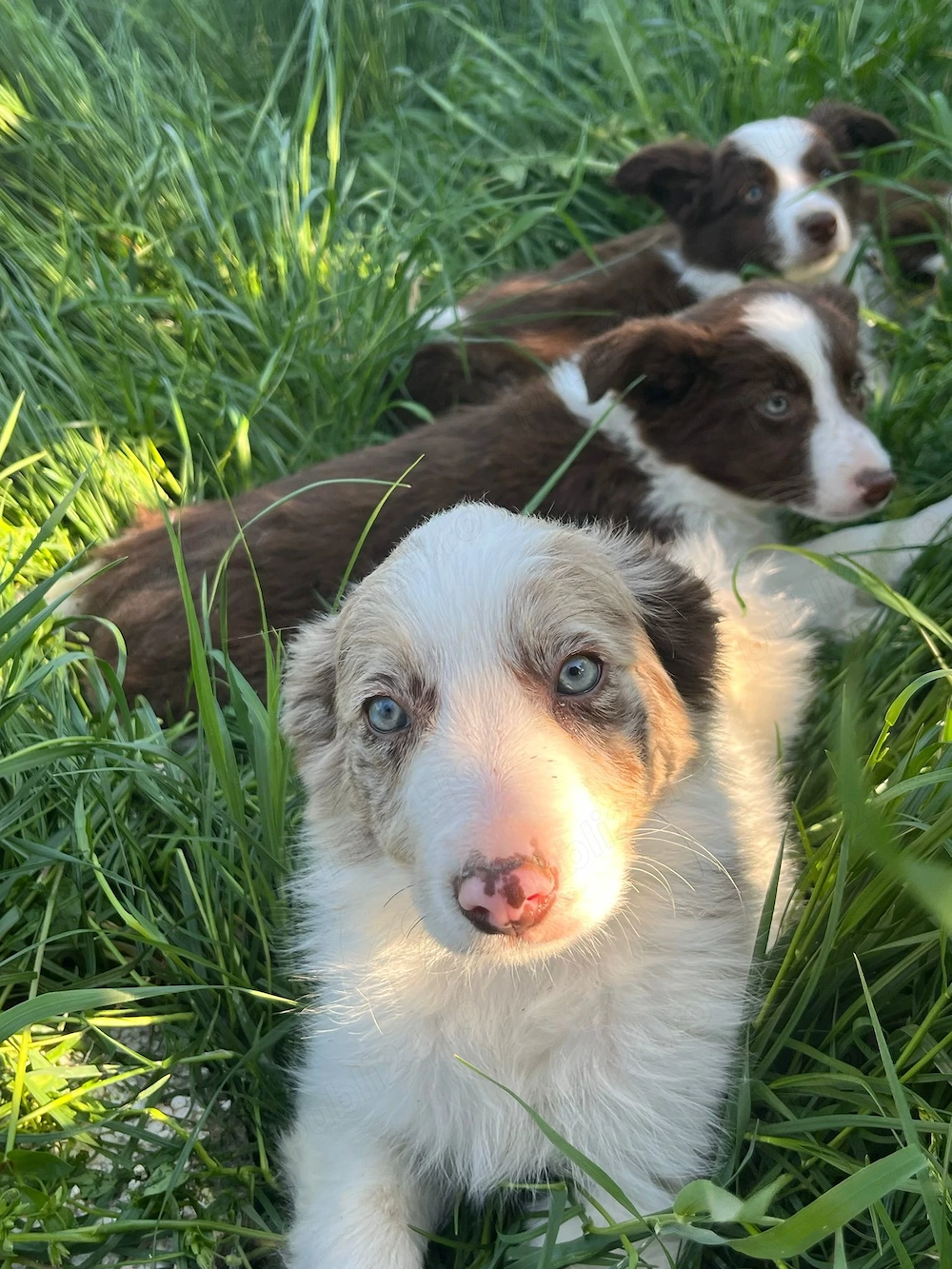 Vând căței border collie