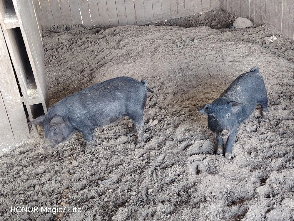 Grasuni Mangalita cu Duroc