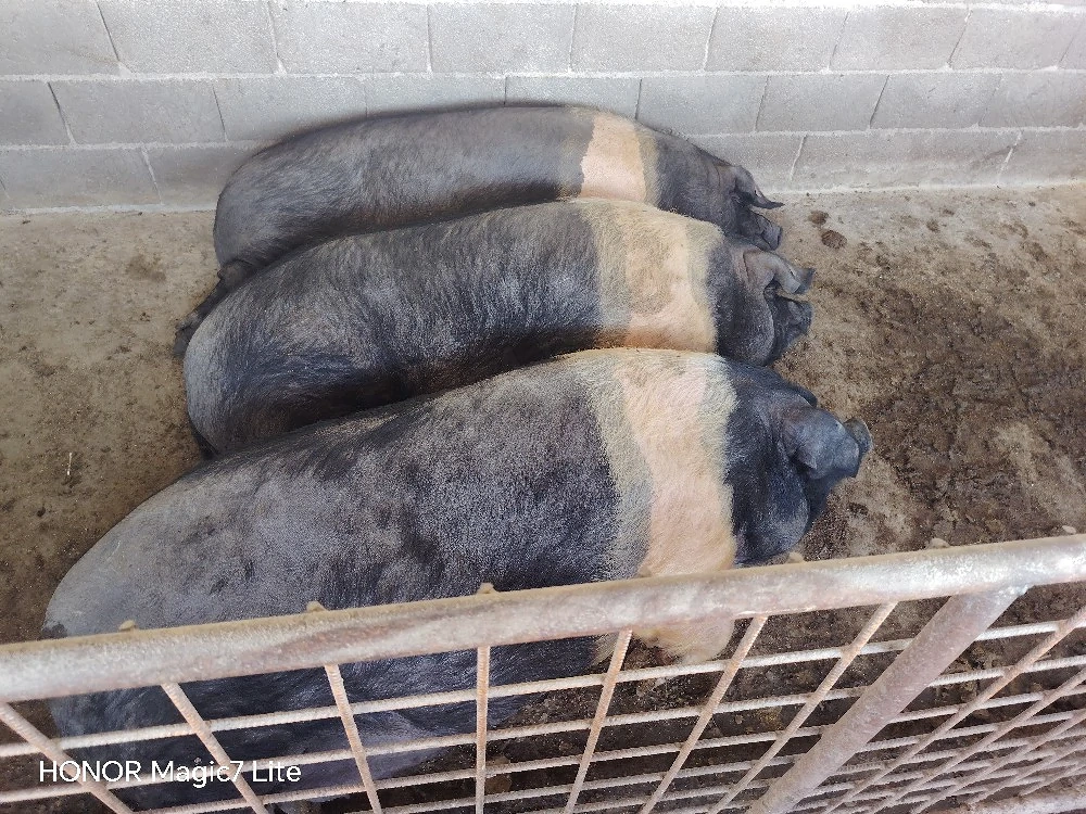 Scroafe Bazna pentru sacrificat