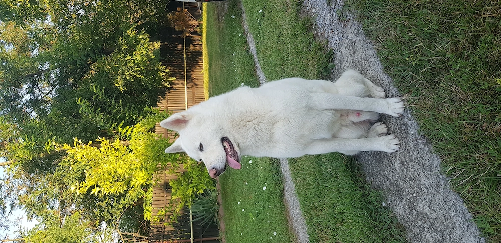 Akita inu caut partenera