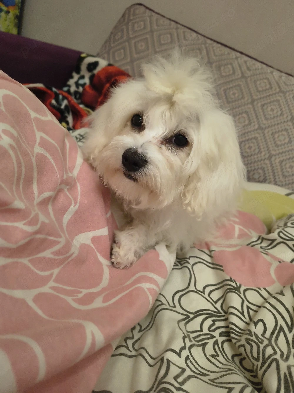 Vând Bichon Maltez