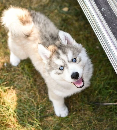 Asigur transport !!! Pui Husky Siberian cu ochi albastrii !!!