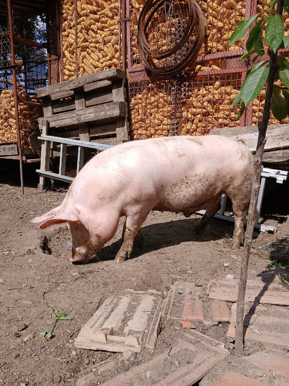 Porc de carne 