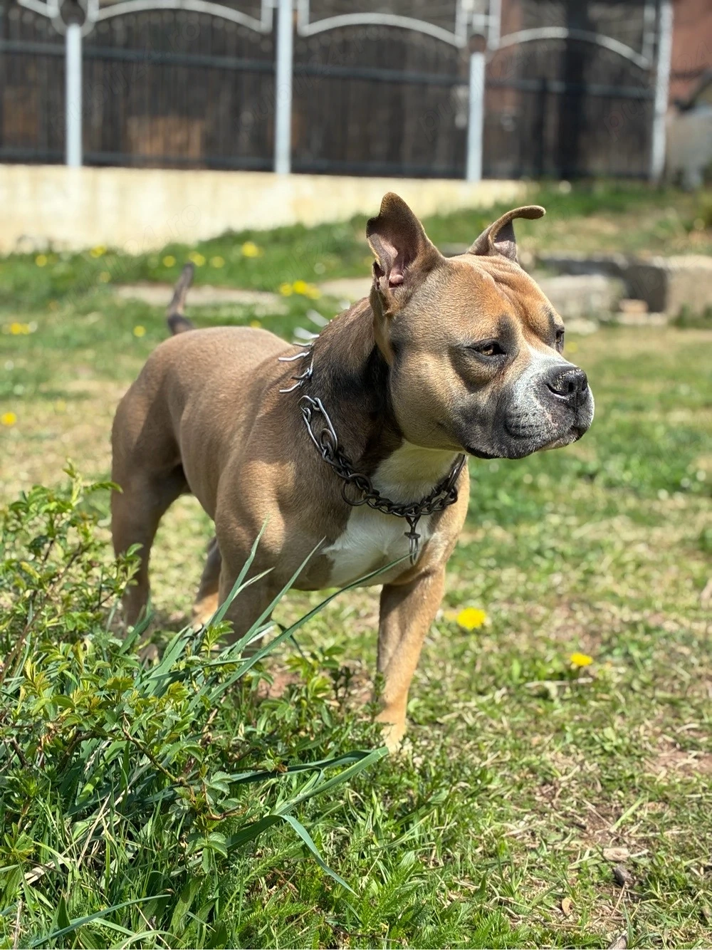  Mascul American Bully