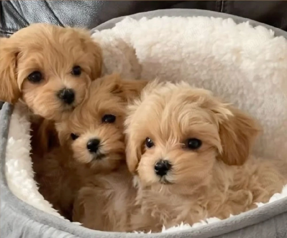 Maltipoo  Băiat și 2 Fete 