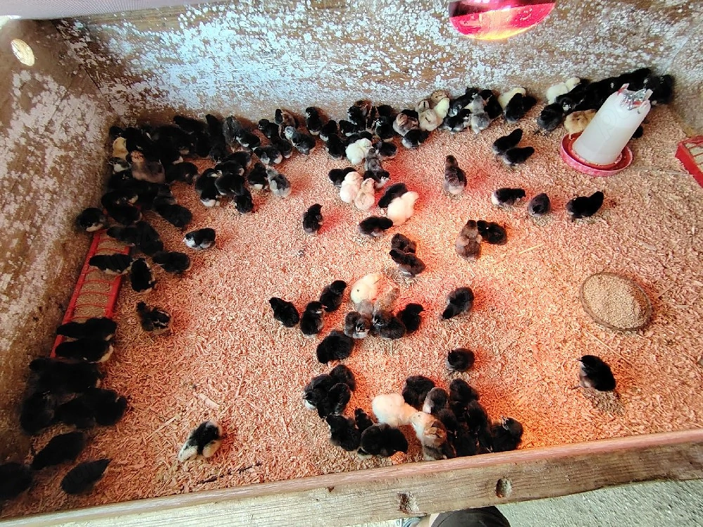 !!! Pui din Rasa Australorp Negru!!! 