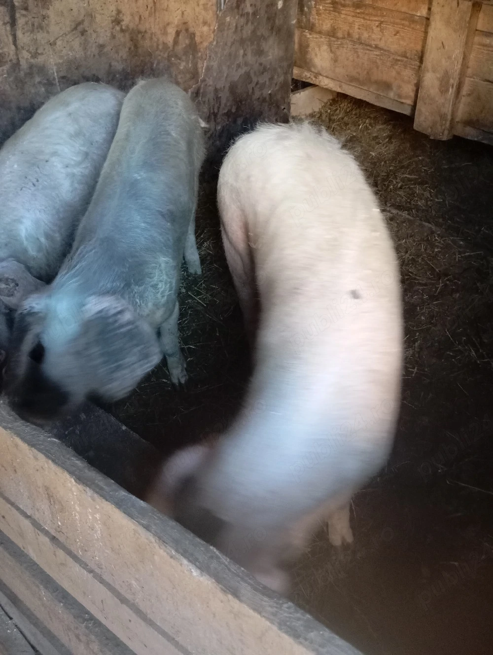 Porci de vânzare 