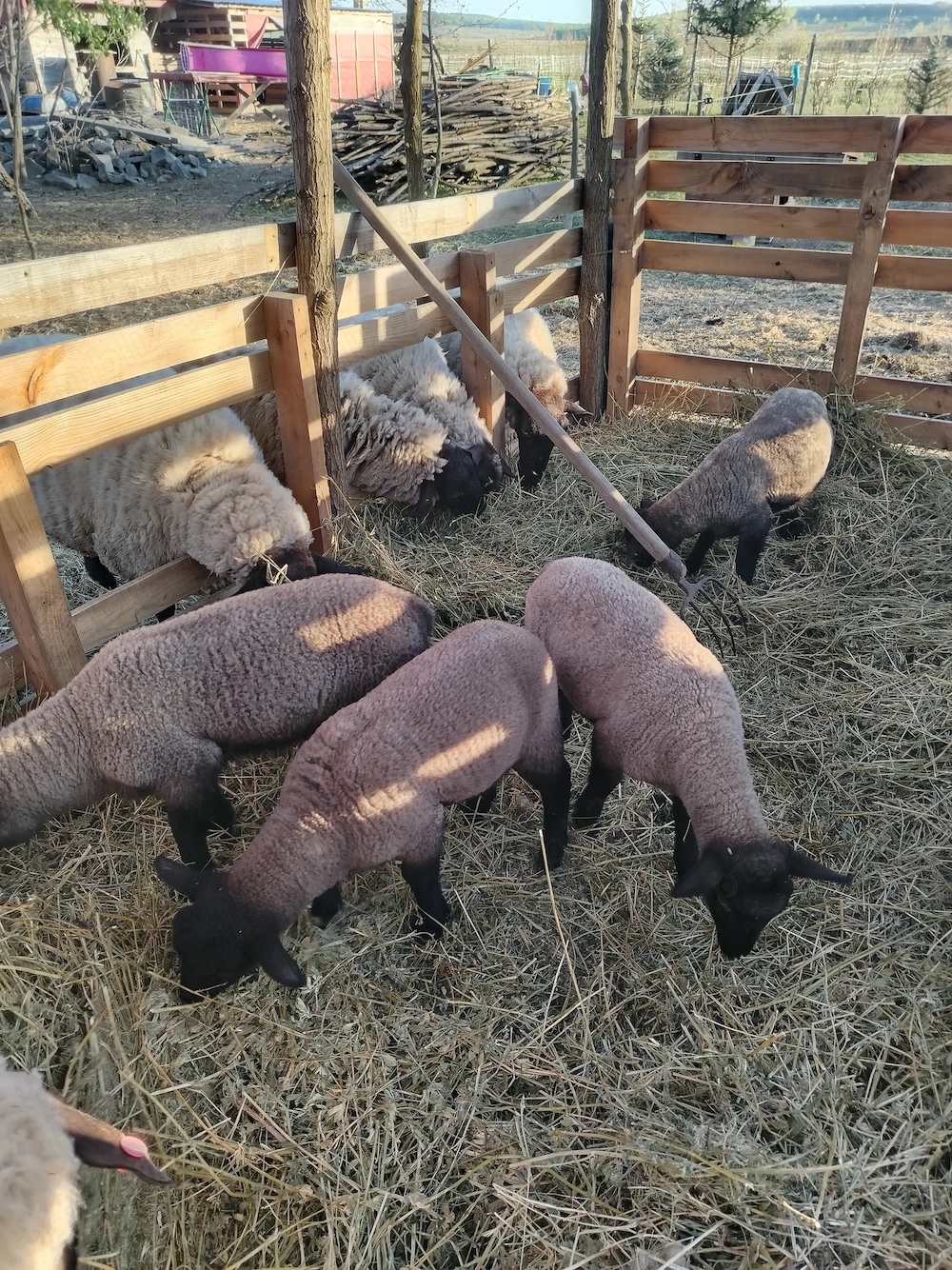 Mieluțe suffolk 